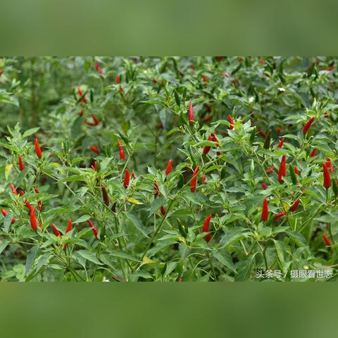 31省增9例本土在陕西内蒙古等4省.陕西新增一外省输入