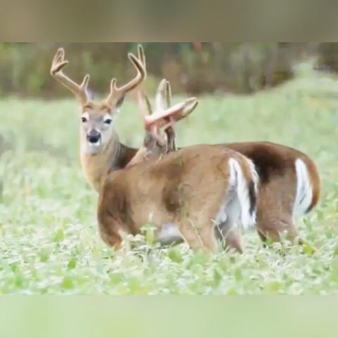 「美国病毒」〃美国病毒2026年最新消息