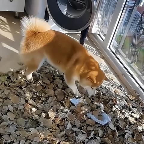 上海回应大面积封控传言.官方辟谣上海将大面积停