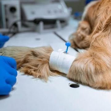 “四川新冠感染情况调查:阳性率超六成	” 四川新冠肺炎感染？