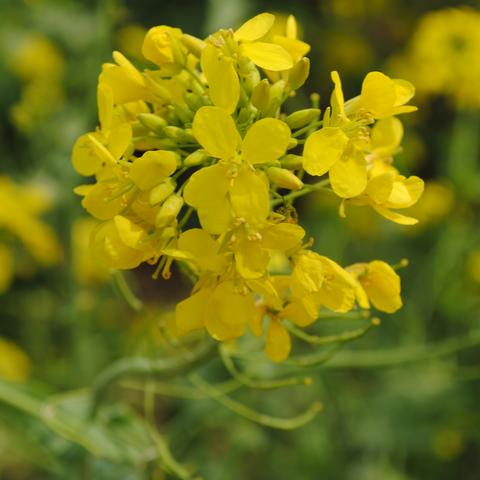 疫情近期有望收尾-疫情接下来的走势