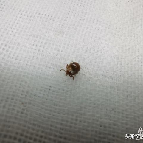 “安徽新增98例本土无症状	” 安徽新增确诊3例无症状7人？