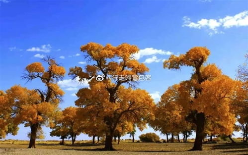 本土确诊78例额济纳旗是什么地方,额济纳旗新增病例活动轨迹