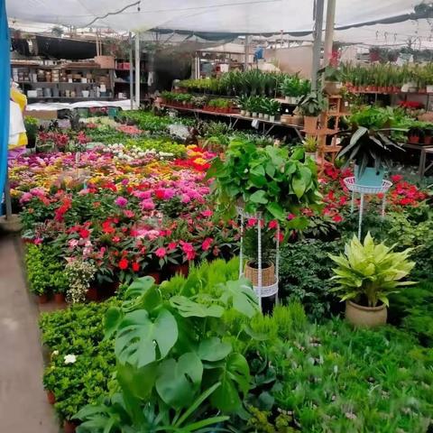 疫情石家庄-疫情石家庄医大二院发的药是什么药